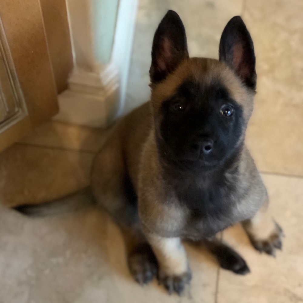 Meet your Posher, Oliver